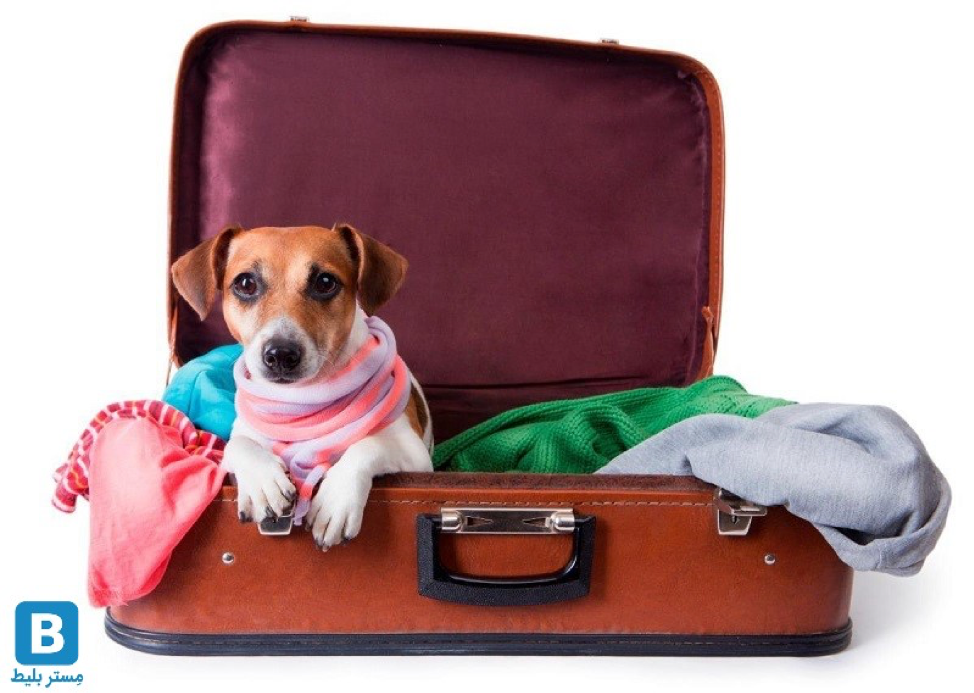 چگونه با حیوان خانگی خود سفر کنیم؟ چگونه با حیوان خانگی خود سفر کنیم؟