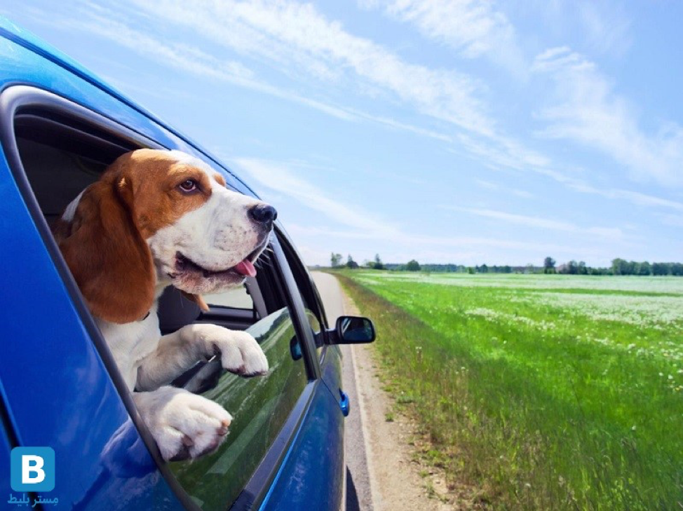چگونه با حیوان خانگی خود سفر کنیم؟ چگونه با حیوان خانگی خود سفر کنیم؟