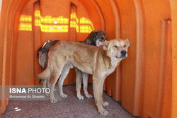 تشریح وضعیت  سگ‌های بلاصاحب  پایتخت در روزهای کرونایی