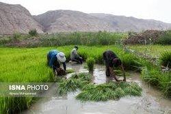توصیههای بهداشتی در فصل کشت برنج جهت پیشگیری از ابتلا به کرونا