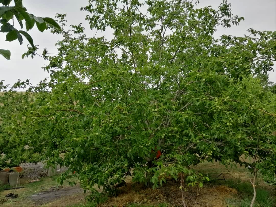 چگونه خرید نهال گردو کشاورز را به سودهی می رساند ؟ چگونه خرید نهال گردو کشاورز را به سودهی می رساند ؟