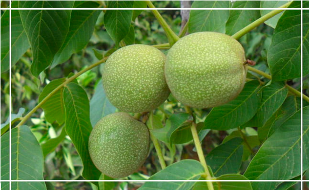 چگونه با خرید نهال گردو به سوددهی مناسب برسیم؟ چگونه با خرید نهال گردو به سوددهی مناسب برسیم؟