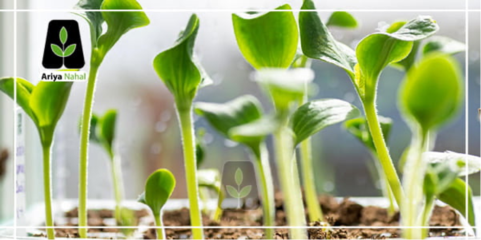 راه هایی برای خرید نهال گردو ارزان