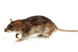 طعمه‌گذاری بیش از ۴۰۰ منفذ موش در محورهای آلوده منطقه ۱۹