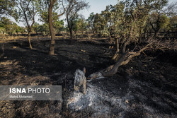 بهره برداری از۴بوستان فرامنطقه‌ای درتهران طی3 ماه آینده/از بین رفتن۴ اصله درخت در آتش سوزی‌ها