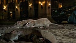 زندگی سایه‌وار موش‌ها، گریبانگیر کلانشهرهای جهان
