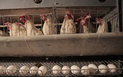 کمیسیون کشاورزی در اولین جلسه افزایش قیمت مرغ و تخم‌مرغ را بررسی می‌کند