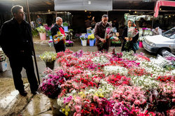 انتقال بازار گل محلاتی در انتظار ابلاغ شورای تأمین