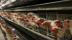 قیمت مرغ در بازار  افزایش قیمت جوجه یکروزه در راه است