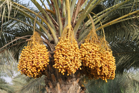 از نخلستان تا فضای مجازی از نخلستان تا فضای مجازی