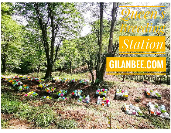 خرید اینترنتی ملکه زنبورعسل از گیلان بی