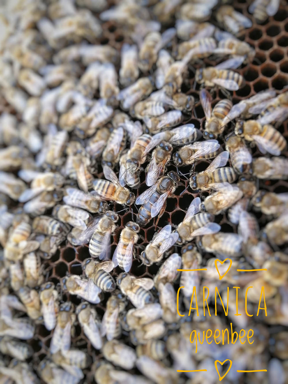 خرید اینترنتی ملکه زنبورعسل از گیلان بی