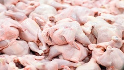تعطیلی پیش رو تاثیری بر قیمت مرغ ندارد/ نرخ هر کیلو مرغ ۳۰ هزار تومان