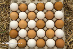 دلایل گرانی تخم مرغ در بازار