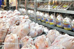 دعوای دولتی‌ها باعث گرانی مرغ شد  ارز تک نرخی شود