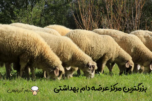 بهترین مرکز عرضه دام زنده در تهران