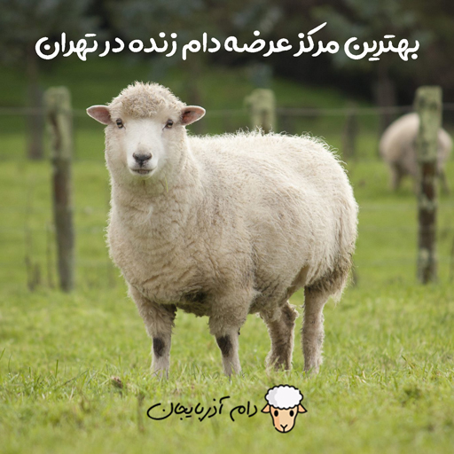 بهترین مرکز عرضه دام زنده در تهران