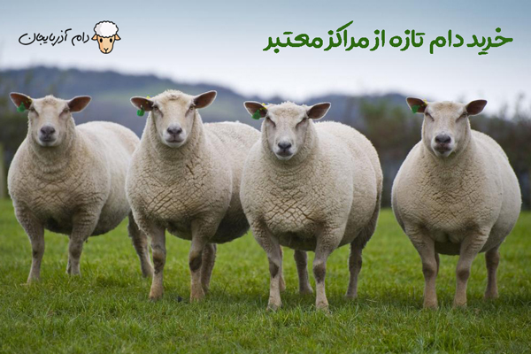 بهترین مرکز عرضه دام زنده در تهران