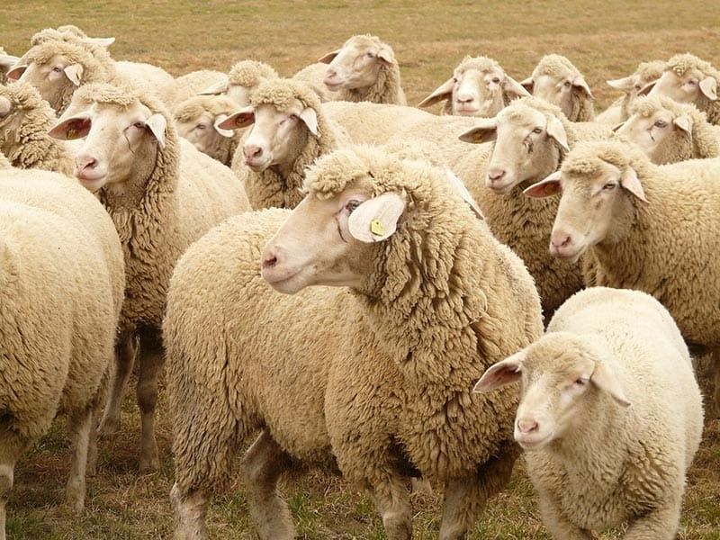 خرید گوسفند زنده اینترنتی در تهران !