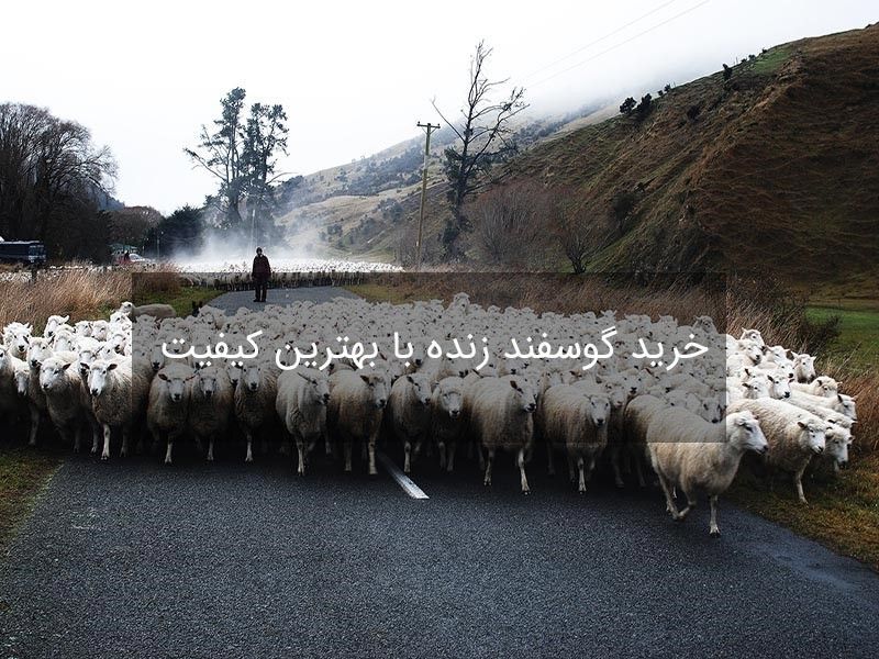 خرید گوسفند زنده اینترنتی در تهران ! خرید گوسفند زنده اینترنتی در تهران !