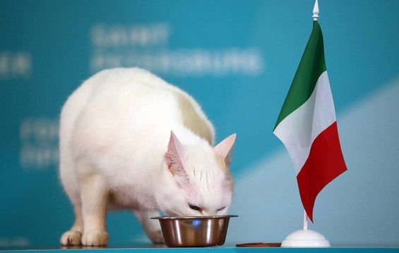 یورو ۲۰۲۰| پیش‌بینی برنده دیدار افتتاحیه توسط گربه پیشگو