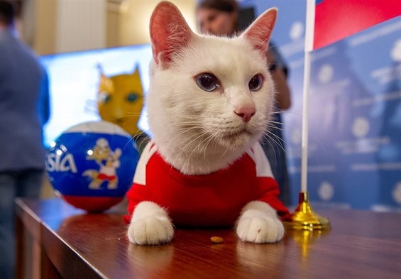 استفاده از گربه پیشگوی جام جهانی ۲۰۱۸ روسیه در یورو