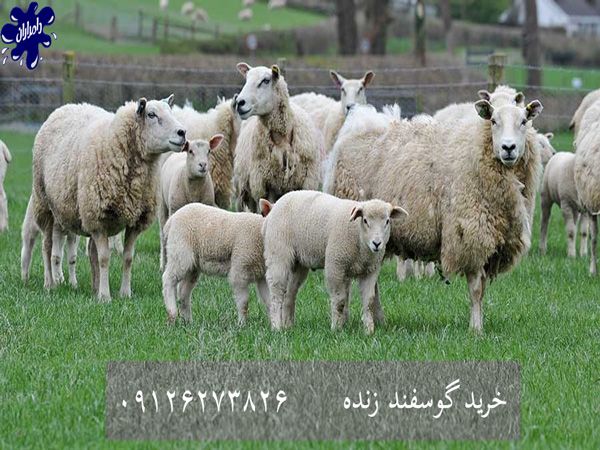 خرید آنلاین گوسفند زنده خرید آنلاین گوسفند زنده