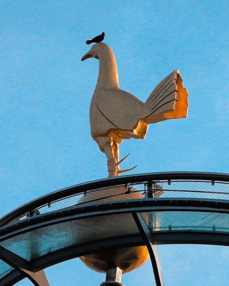 استفاده از یک پرنده برای معرفی خرید جدید!/عکس