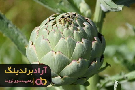 کنگر فرنگی خاردار جای خود را در سبد خرید ایرانیها پیدا کرد