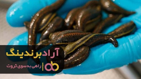 زالو خون خورده چیست؟ زالو خون خورده چیست؟