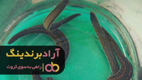 زالو خون خورده چیست؟ زالو خون خورده چیست؟