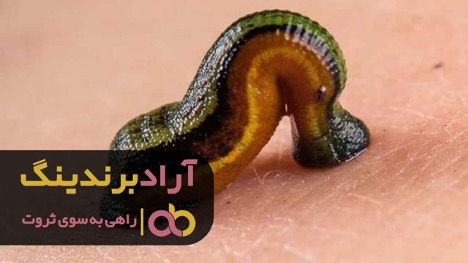 زالو خون خورده چیست؟ زالو خون خورده چیست؟