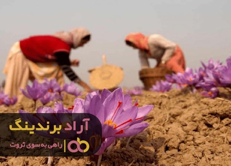 زعفران طلای نابی بود که دنیایی از ثروت را به من داد زعفران طلای نابی بود که دنیایی از ثروت را به من داد