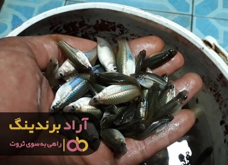 به ثروت سلام کردم و فقر را راندم به ثروت سلام کردم و فقر را راندم