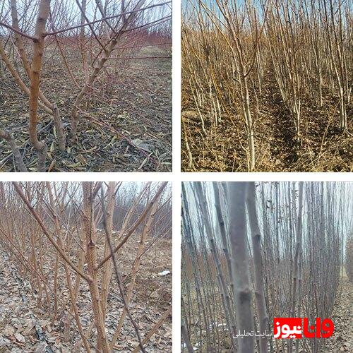 نهالکار نمونه کشور در میاندوآب را بشناسید