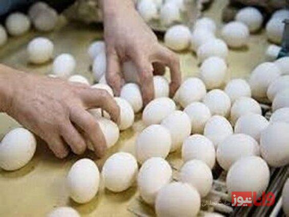 کاهش چشمگیر قیمت تخم مرغ در بازار