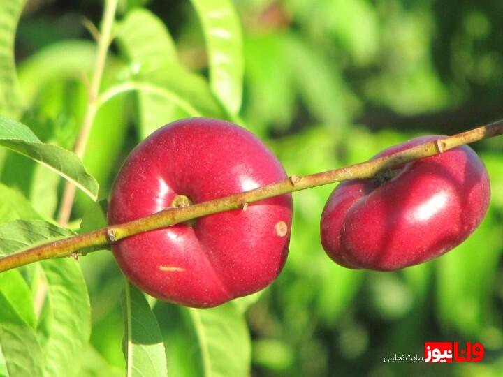 تکنیکهای پیشرفته برای افزایش میزان باردهی میوه نهال هلو تکنیکهای پیشرفته برای افزایش میزان باردهی میوه نهال هلو