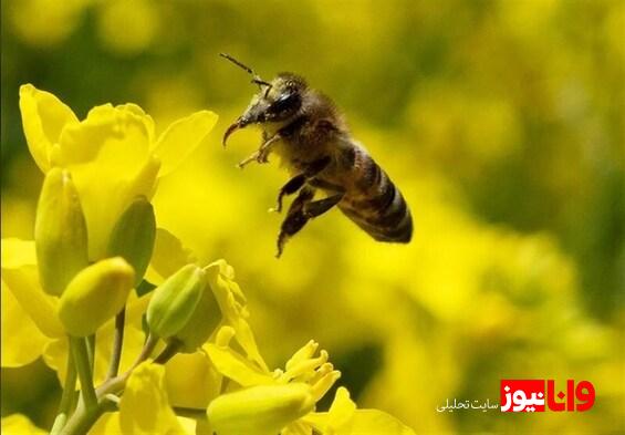 از دست دادن لیگ اروپا پس از بلعیدن زنبور