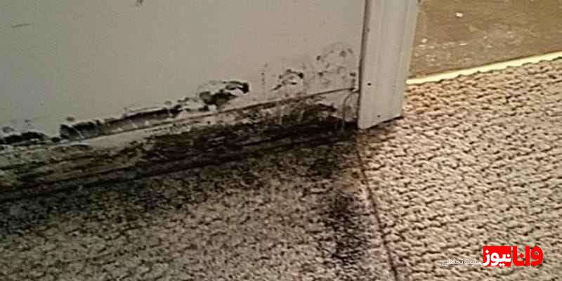 کپک فرش و موکت را بشناسید و از ایجاد آن جلوگیری کنید