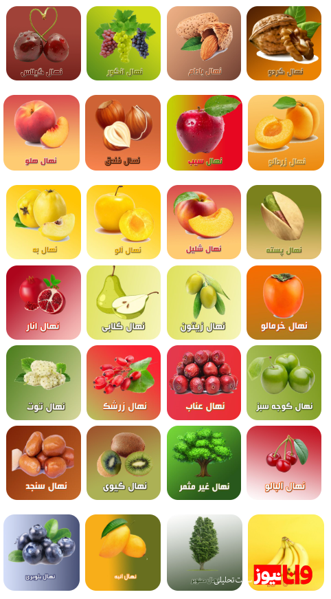 خرید نهال گردو اصلاح شده فقط با 57 هزار و بادام 30 هزار خرید نهال گردو اصلاح شده فقط با 57 هزار و بادام 30 هزار