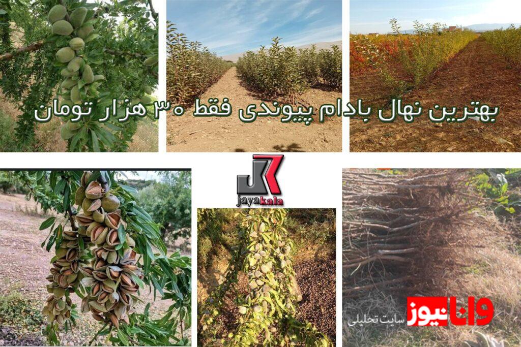 خرید نهال گردو اصلاح شده فقط با 57 هزار و بادام 30 هزار خرید نهال گردو اصلاح شده فقط با 57 هزار و بادام 30 هزار