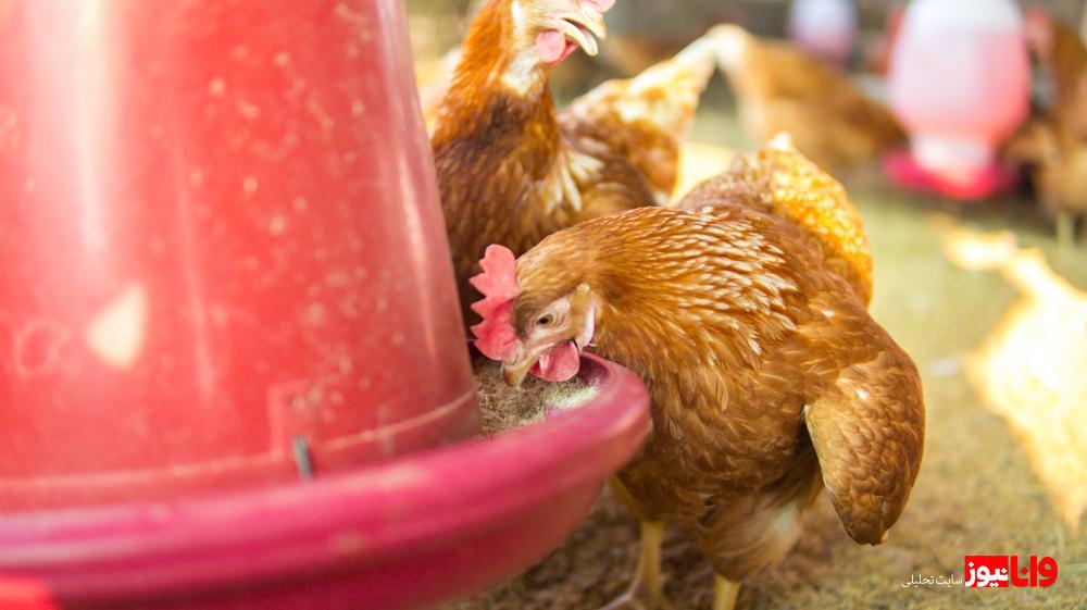 اصول تغذیه مرغ تخمگذار به چه صورت است؟