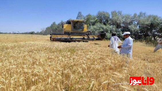 نرخ واقعی گندم اعلام شد