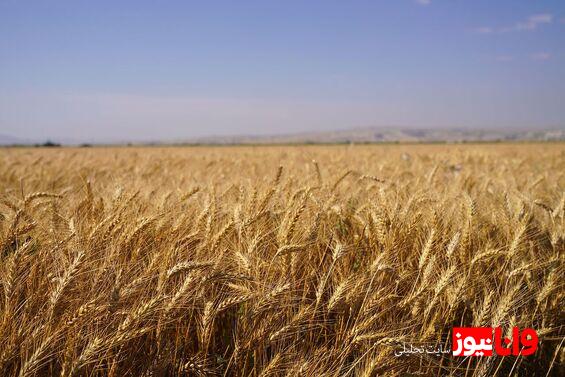 امسال خرید تضمینی گندم از ۱۲ میلیون تن فراتر می‌رود