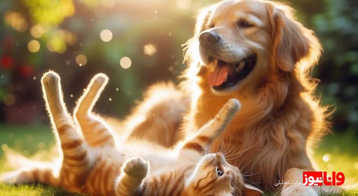 سگ بگیریم یا گربه؟ مقایسه چالشهای نگهداری هر کدام سگ بگیریم یا گربه؟ مقایسه چالشهای نگهداری هر کدام