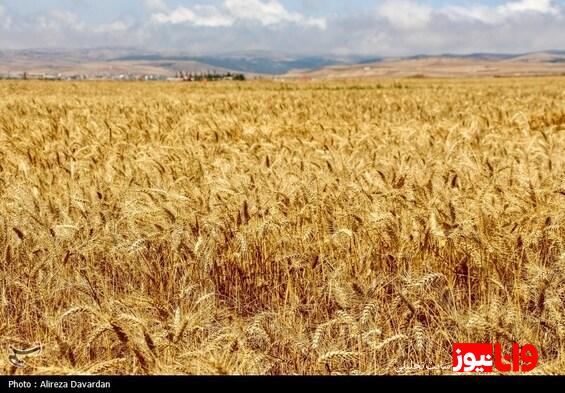 شرایط خرید تضمینی گندم از کشاورزان در ۱۴۰۴ مشخص شد