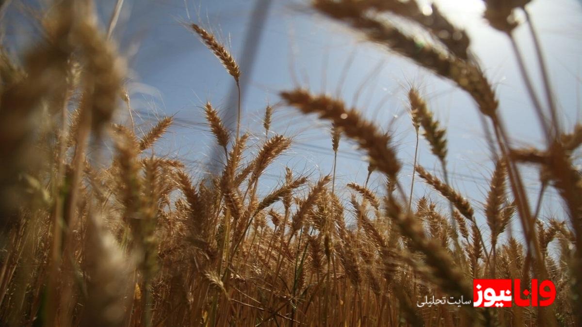 قیمت منطقی خرید تضمینی هرکیلو گندم