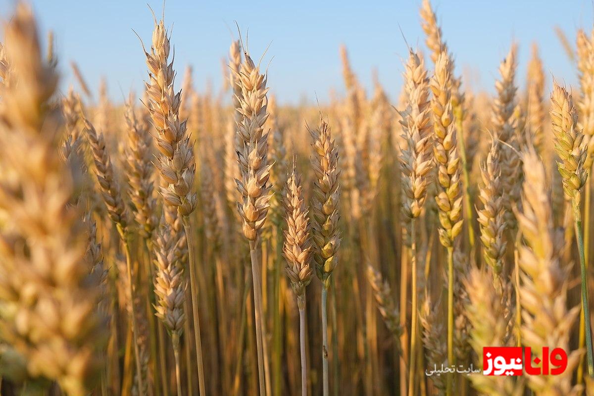 چالش تعیین نرخ خرید تضمینی گندم در آستانه سال زراعی جدید