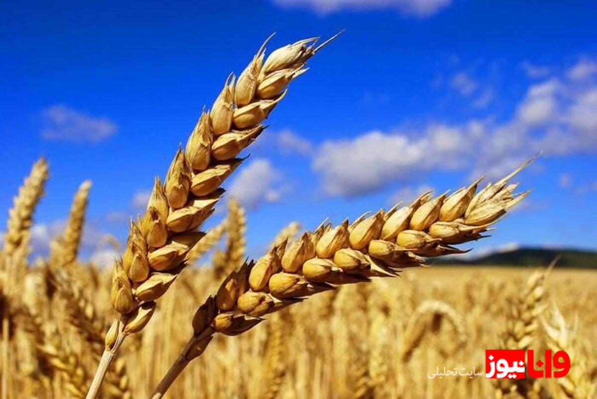 زنگ خطر برای گندم؛ دولت بازی خرید را می‌بازد؟