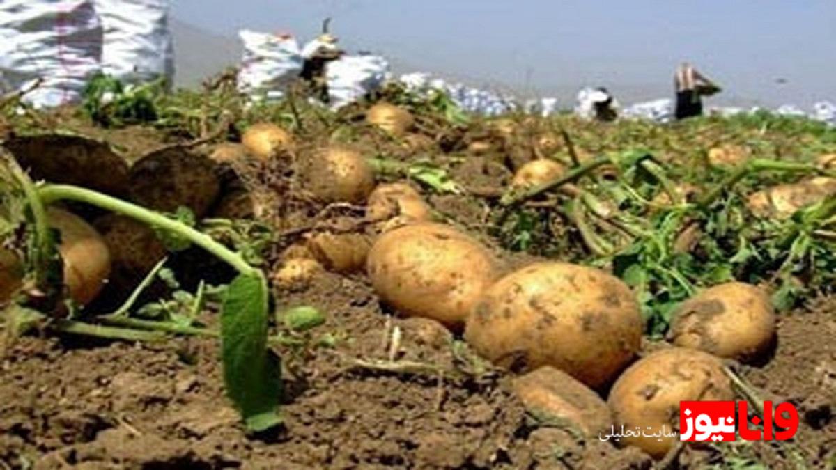 حداکثر قیمت هرکیلو سیب زمینی اعلام شد / بالاتر از این قیمت نخرید